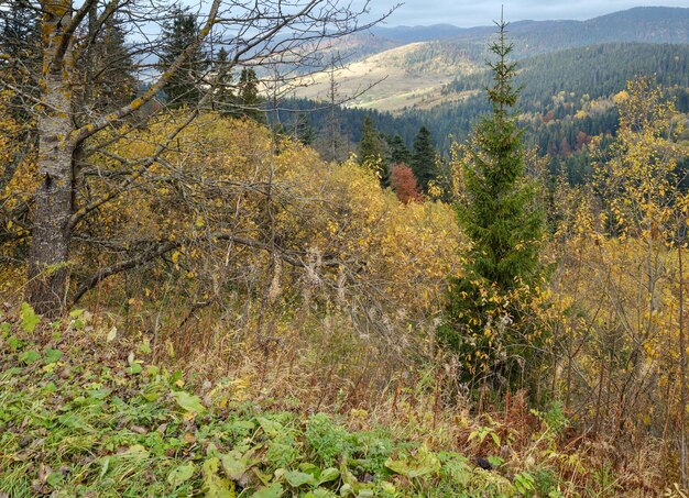 秋の山の田園地帯ウクライナ カルパティア山脈 Transcarpathia の朝の霧雲