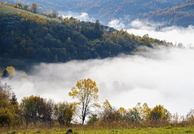 秋の山の田園地帯ウクライナ カルパティア山脈 Transcarpathia の朝の霧雲