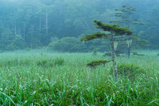 朝の霧の自然の風景湿った牧草地と小さなもみ