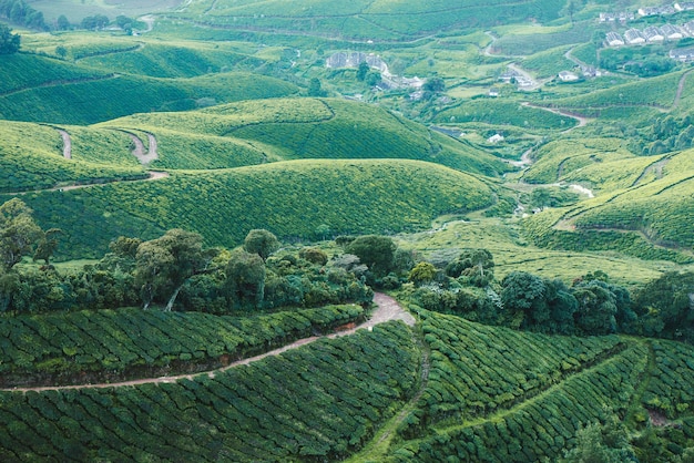 Утренняя туманная чайная плантация Колуккумалай в Муннаре, Керала, Индия. Деревня рабочих чайного хозяйства на спине
