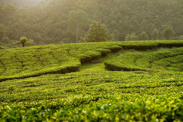 Morning foggy tea plantation in Munnar, Kerala, India. Mountain landscape view with sun rays in the valley.