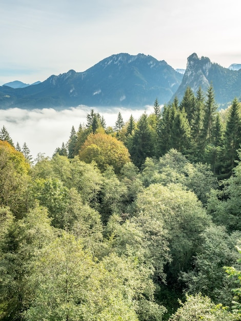 Утренний лес в Обераммергау, Германия