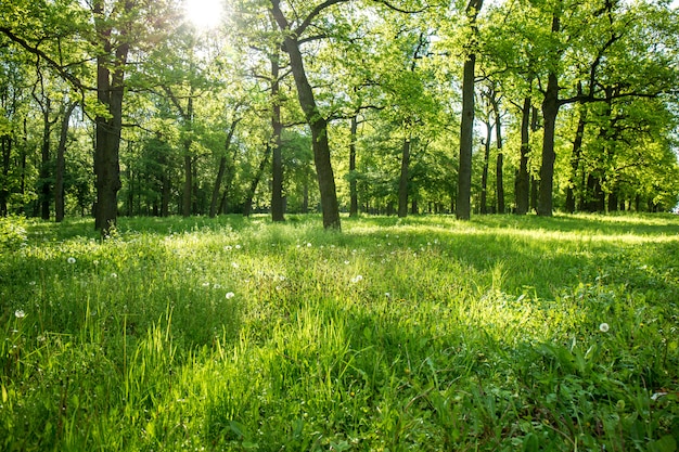 Morning in the forest