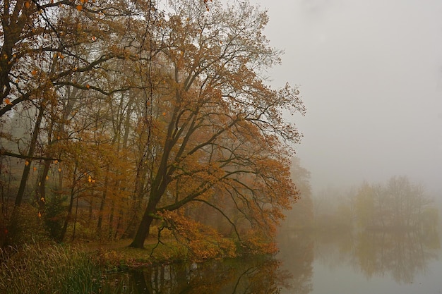 morning in the forest