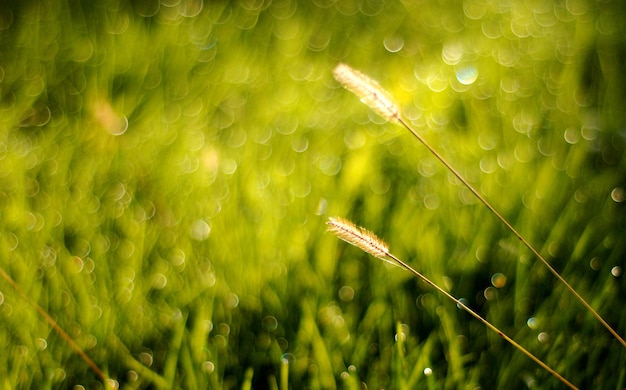 morning frost on a grass