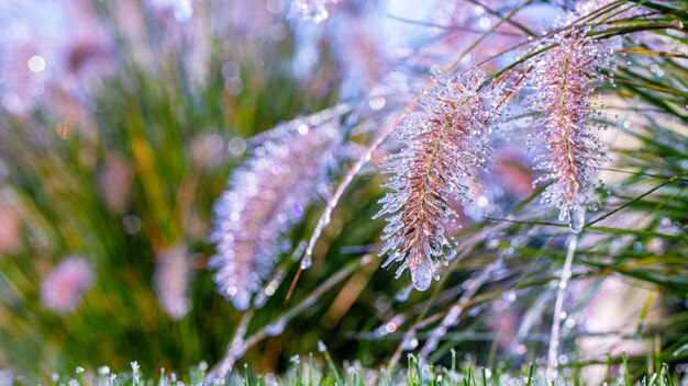 Morning frost on young grass with place for text.