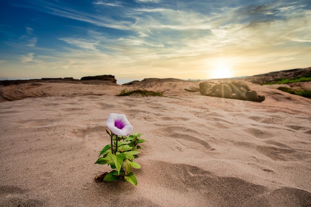 Morning glory die alleen op de zandgrond groeit en in de zomer paars bloeit