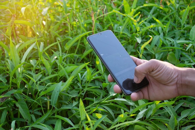 Morning glory in the farm Farmers use mobile phones to monitor farm produce through the network