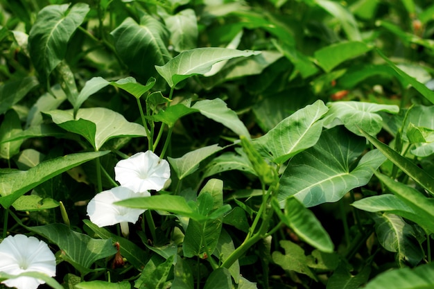 Morning glory on field.