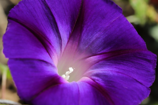 Morning Glory Flower Mooie achtergronden