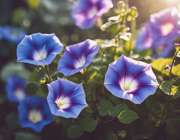 A Morning glory flowers