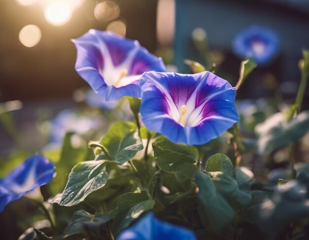 Photo a morning glory flowers