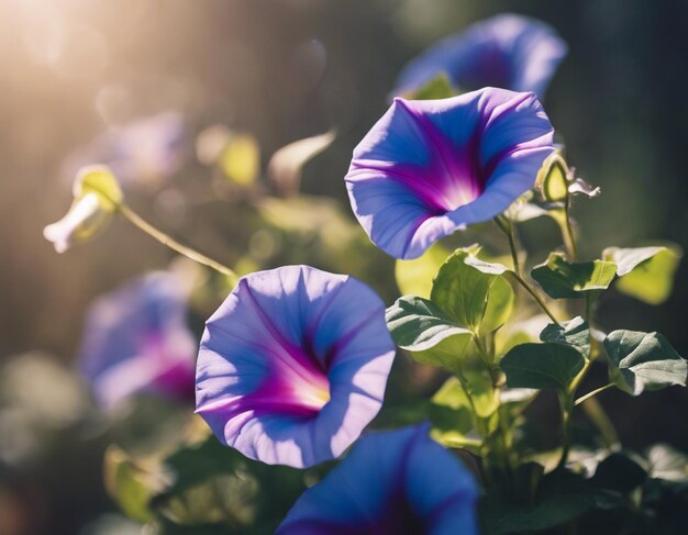 A Morning glory flowers