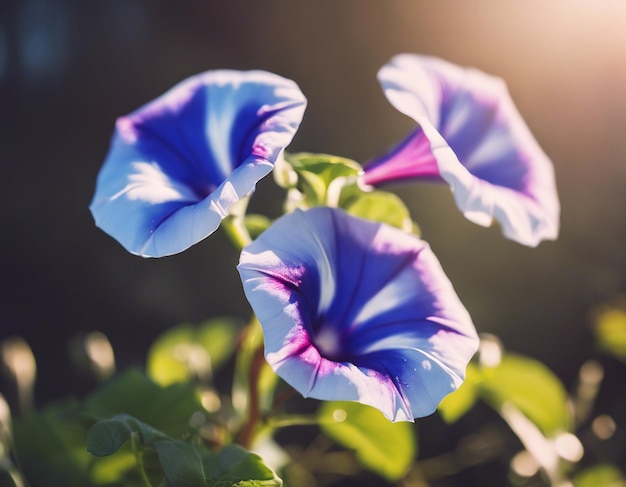 Photo a morning glory flowers