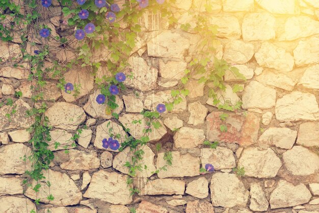 Morning glory liana on a stone wall sunny Toned