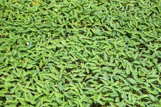 Morning glory plant op vijver