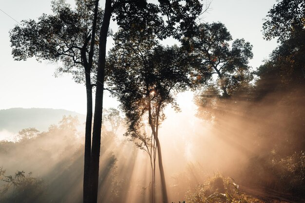 Morning golden mist in the forest and morning light