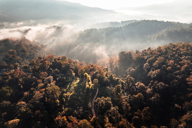 Morning golden mist in the forest and morning light