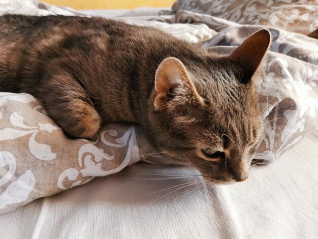 Morning gray noble cat in bed.