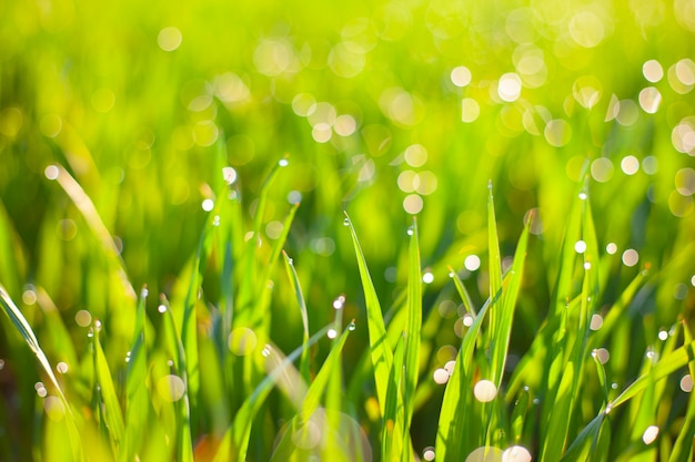 Morning green grass in the sun with dew drops and beautiful bokeh background.