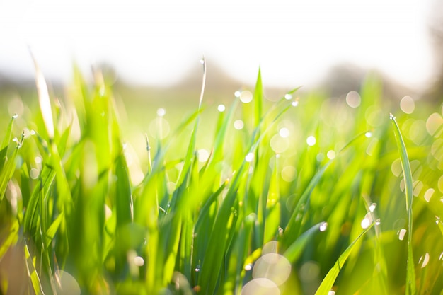 Erba verde di mattina al sole con le gocce di rugiada e il bello fondo del bokeh.