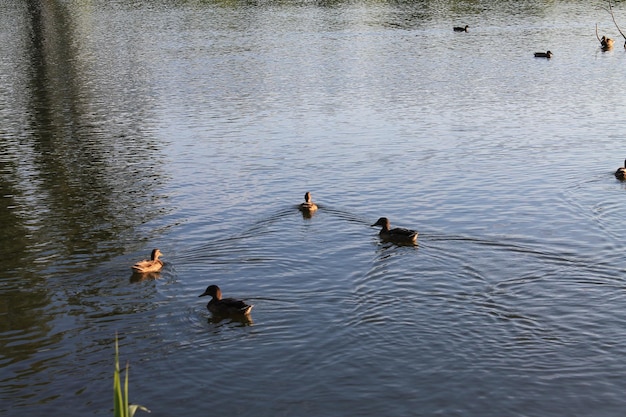 Morning idyll in the river inflow Ducks slowly cut through the water surface