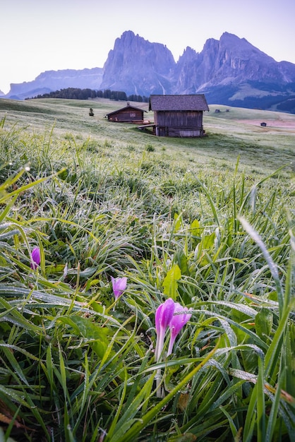 Morning landscape of Alpe di Siusi Dolomites mountains Italy