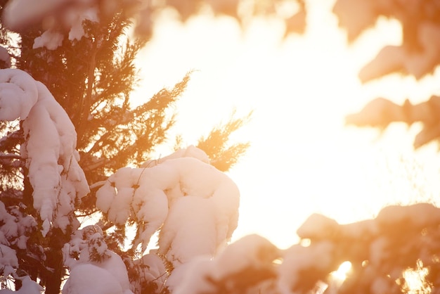 Photo morning light dances on the snowy pines as dawn breaks announcing a new day