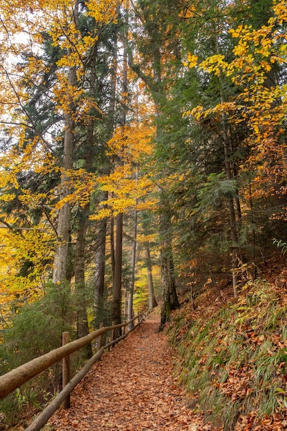 Morning light illuminating a forest path with cedar fir and conifers with a wooden fence in Ukrainian Synevir Park Golden Autumn