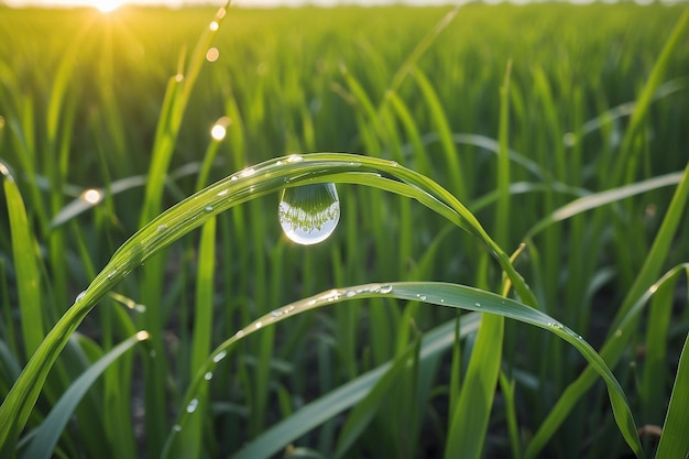 朝の光は米の耳に 朝の光が米畑に 米の耳に水滴