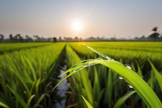 Morning Light on Rice Ear Morning Light on Rice Field Rice Ear Water Droplet on Rice Ear