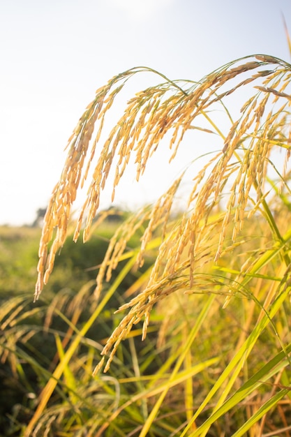 morning light on rice ear morning light on rice field rice ear