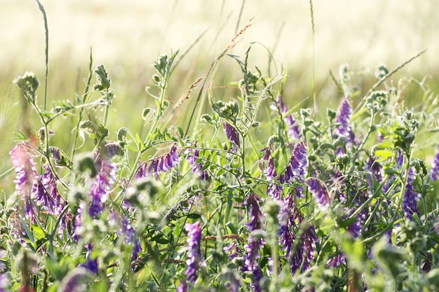 Morning on meadow