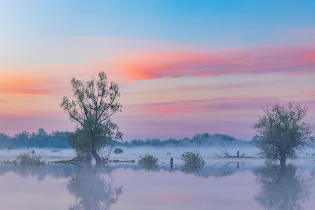写真 木々や茂みのシルエットと穏やかなピンク色の夜明け前の雲を持つ川の朝の霧。