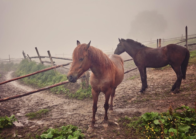 Morning mist with horses