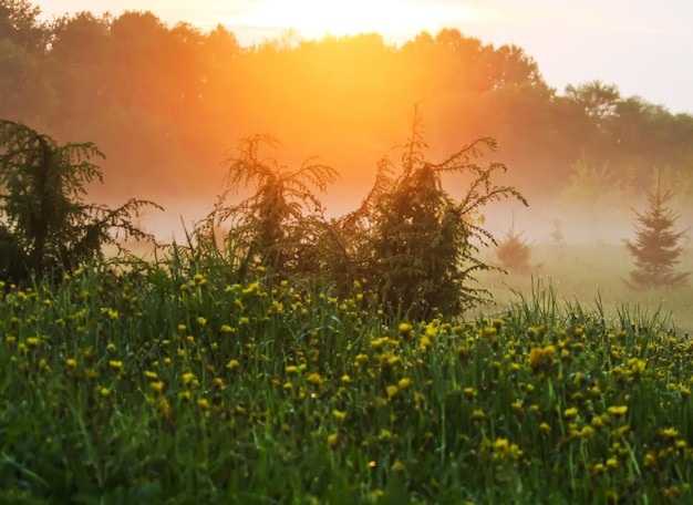 Morning misty landscape in the countryside