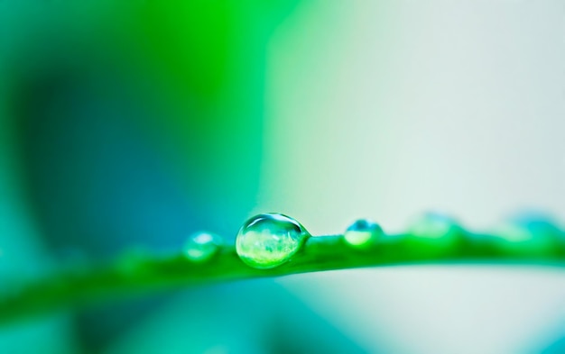 葉の上の水滴の朝の湿気のクローズアップショット