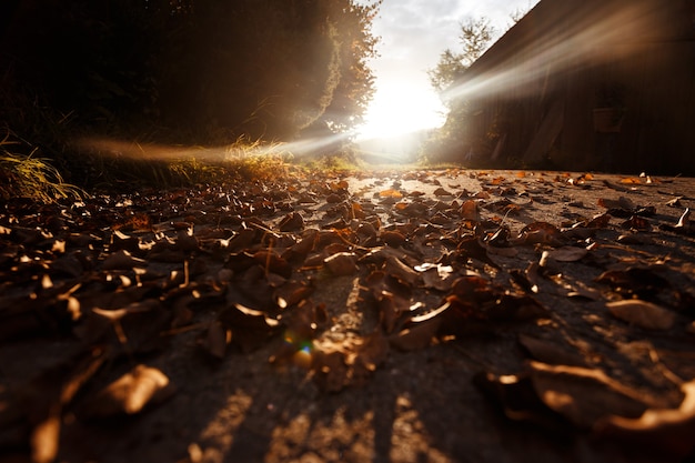 Morning in the mountain. background of autumn foliage on the road