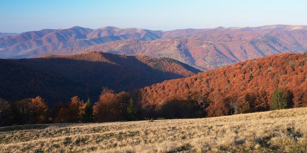 산에서 아침입니다. 슬로프에 너도밤나무 숲이 있는 가을 풍경. Carpathians, 우크라이나, 유럽