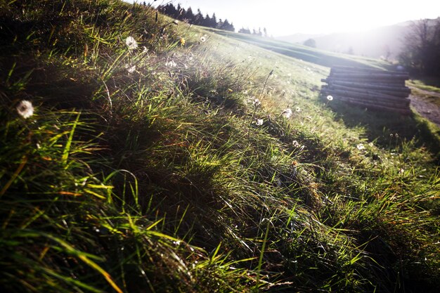 Morning in the mountains. dandelions and a valley with mountains in the background