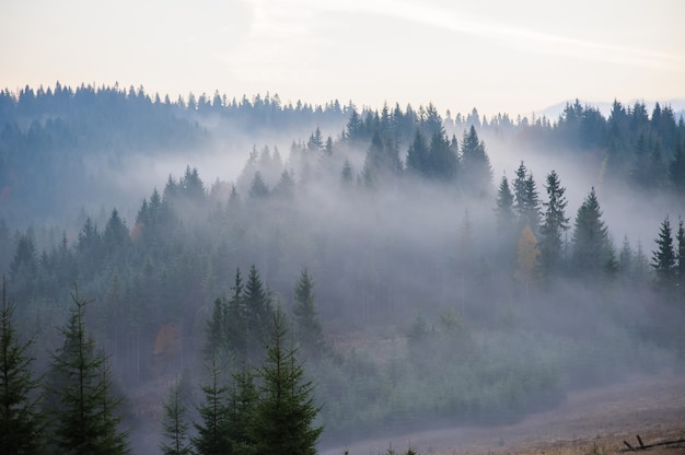 Morning in the mountains