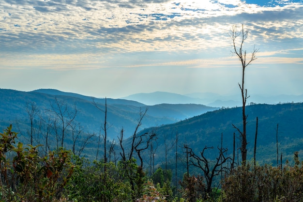 Morning nature light landscape