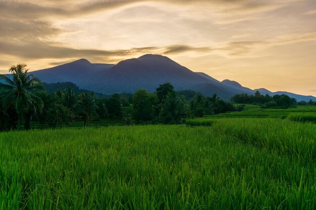 インドネシアの美しい山々と田んぼの朝のパノラマ