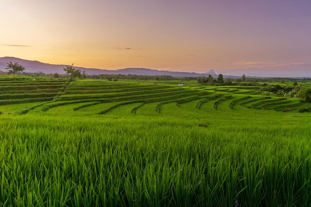 Morning panorama in green rice fields and clear sky