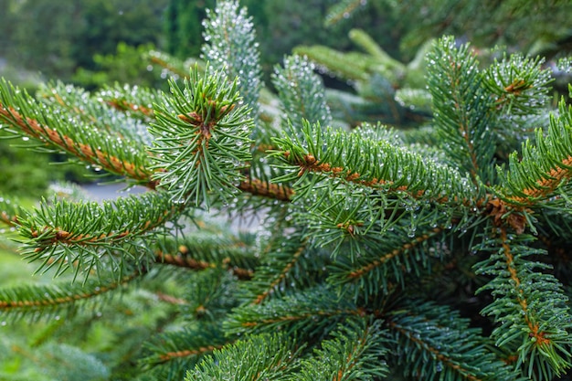 Morning in the pine forest