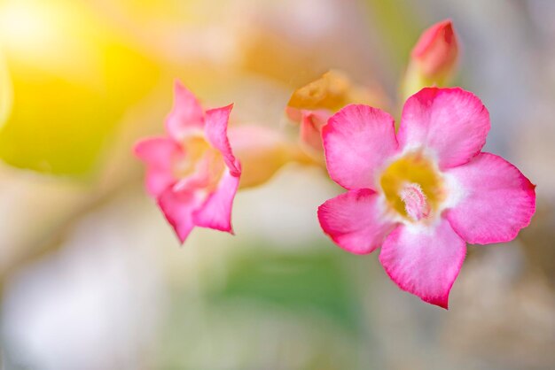 아침 핑크 꽃 매크로의 귀여운 아름다움