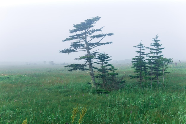 Morning predawn foggy natural landscape wet meadow with mountain pines