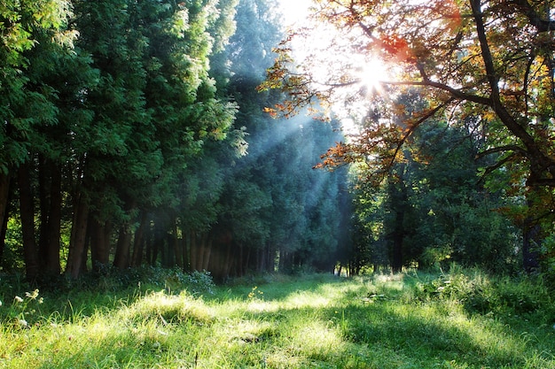 Morning rays through the trees in the forest.