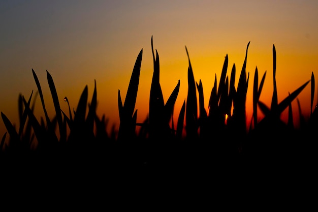 Morning red sun and grass silhouettes in defocus with drops of morning dew on orange sky background