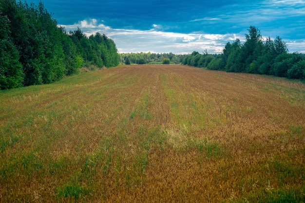 Утренний сельский пейзаж, небольшое поле кормовых культур среди леса